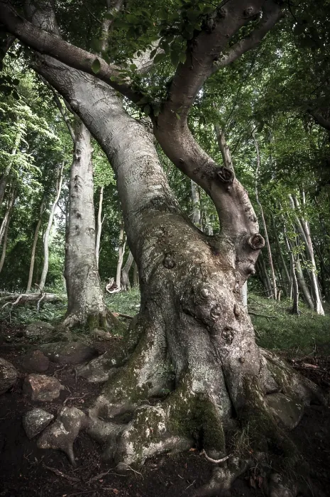 Framed Print : Ancient Beech (Fagus) in a forest