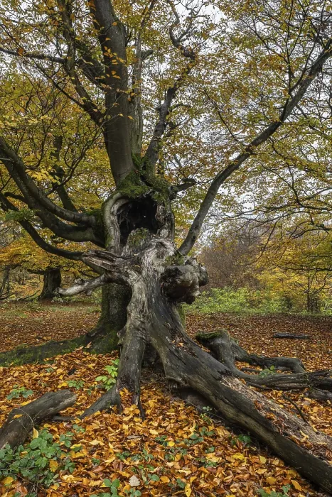 Framed Print : Ancient copper beech (Fagus sylvatica) Framed Print : Ancient copper beech (Fagus sylvatica)