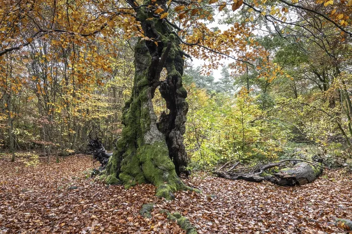 Framed Print : Ancient copper beech (Fagus sylvatica)