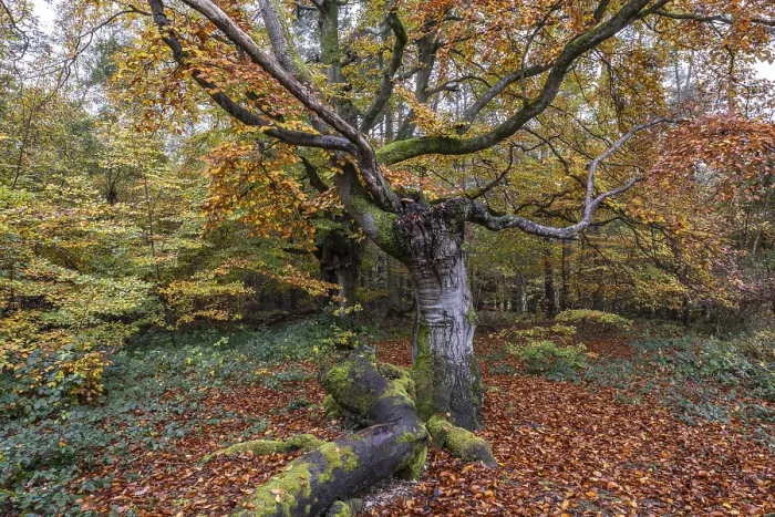 Framed Print : Ancient copper beech (Fagus sylvatica)