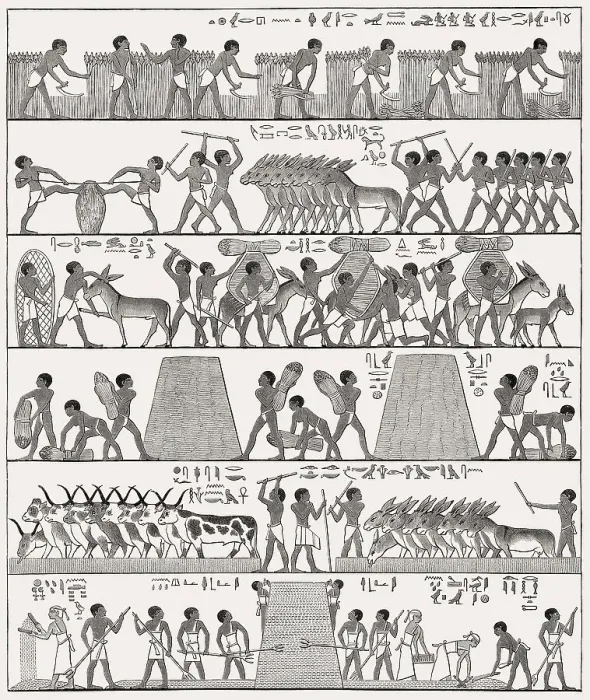Framed Print : Ancient Egyptian agriculture