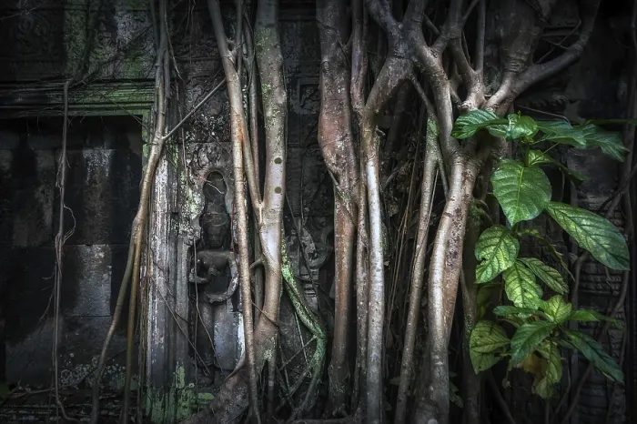 Framed Print : Ancient Khmer architecture. Giant banyan tree roots at Ta Prohm temple