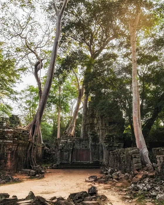 Framed Print : Ancient Khmer architecture. Ta Prohm temple with giant banyan tree at sunset Framed Print : Ancient Khmer architecture. Ta Prohm temple with giant banyan tree at sunset