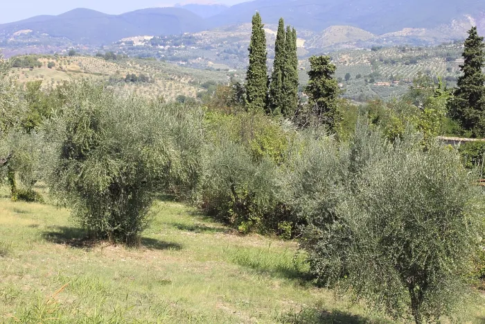 Framed Print : Ancient olive grove in Tuscany, Italy