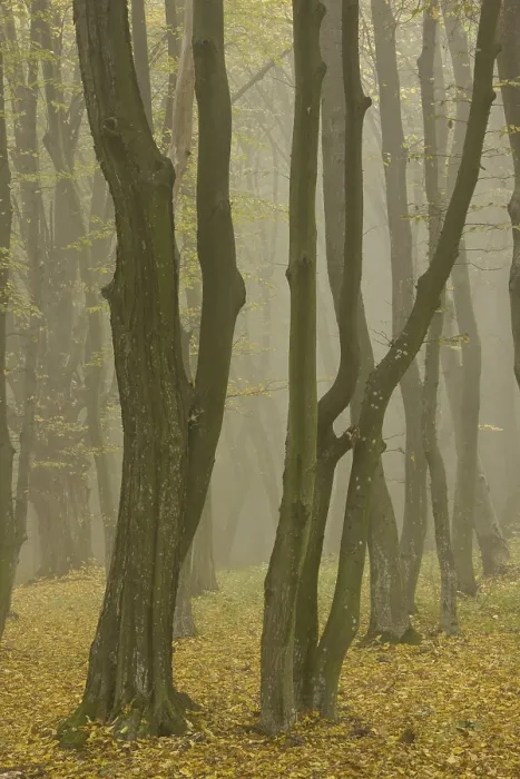 Framed Print : Ancient wood pasture with Beech (Fagus sp)