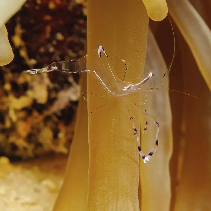 Framed Print : Ancylomenes longicarpus (Periclimenes longicarpus)