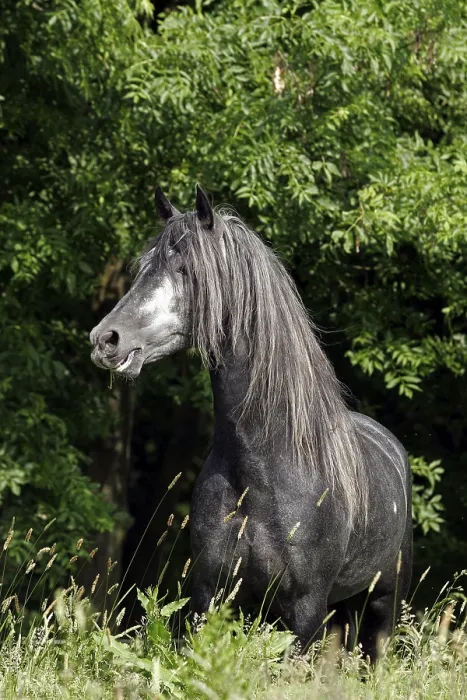 Framed Print : Andalusian, Andalusian horse