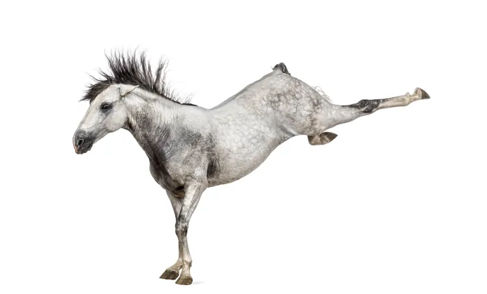 Framed Print : Andalusian horse kicking out