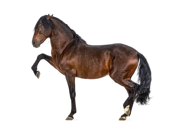 Framed Print : Andalusian horse performing Spanish walk Framed Print : Andalusian horse performing Spanish walk