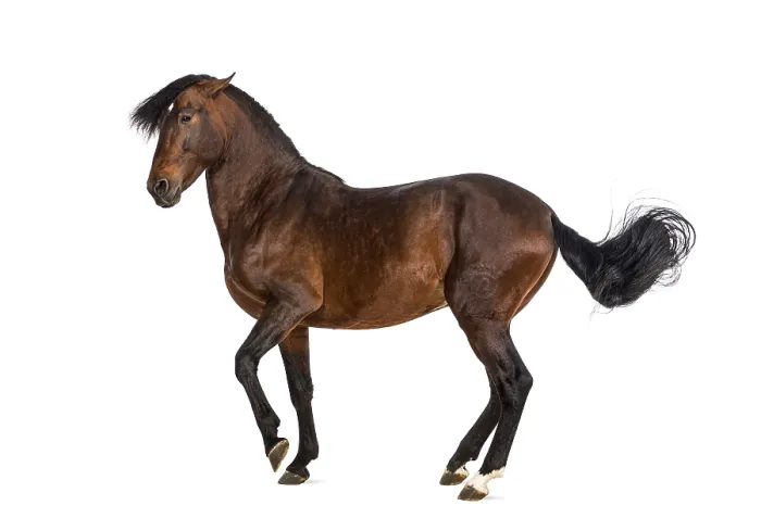 Framed Print : Andalusian horse trotting Framed Print : Andalusian horse trotting