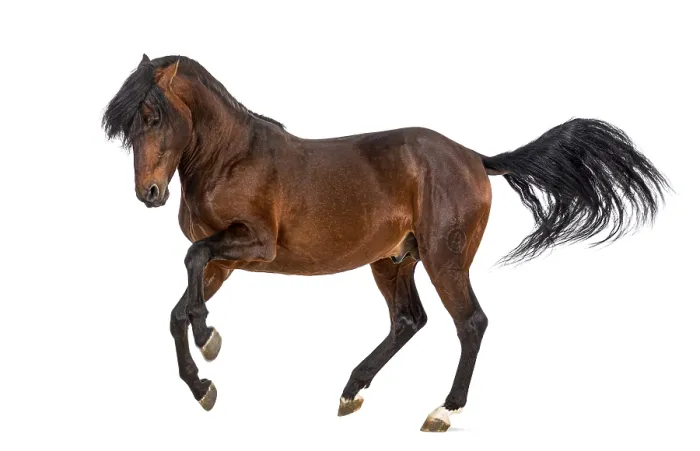 Framed Print : Andalusian horse trotting