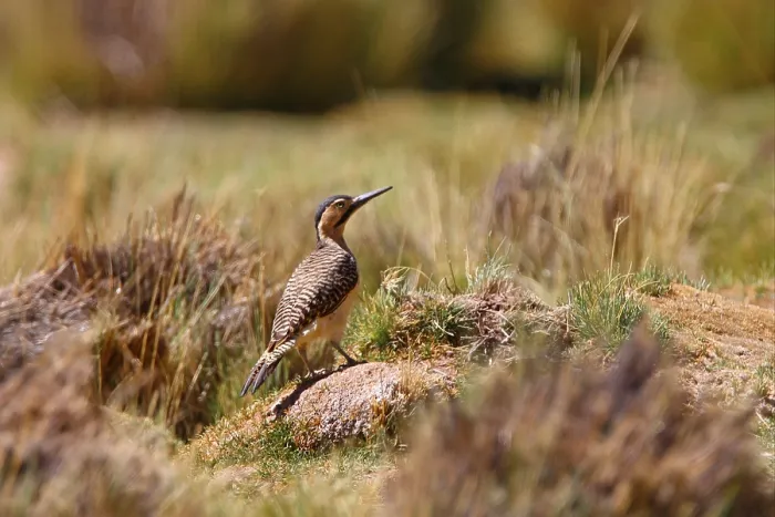 Framed Print : Andean andean flicker (Colaptes rupicola)