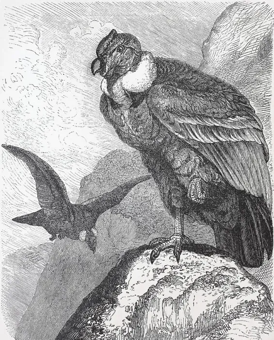 Framed Print : Andean condor (Vultur Gryphus)