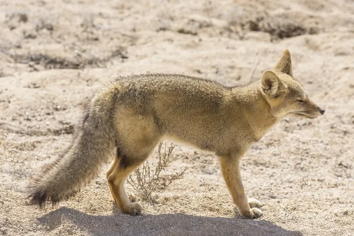 Framed Print : Andean Fox or Culpeo (Lycalopex culpaeus)