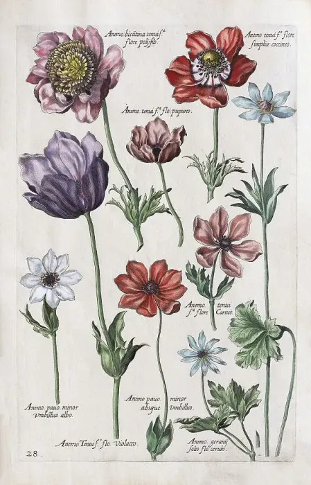 Framed Print : Anemone (Anemone), hand coloured copper engraving
