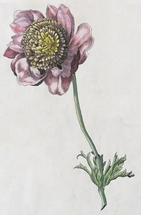 Framed Print : Anemone (Anemone), hand coloured copper engraving