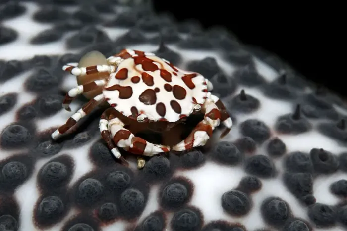 Framed Print : Anemone Crab (Lissocarcinus laevis) carrying its eggs on the abdomen