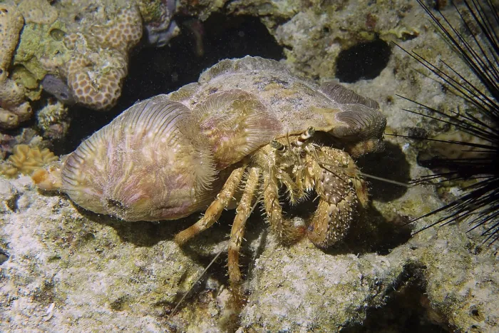 Framed Print : Anemone hermit crab (Dardanus tinctor)
