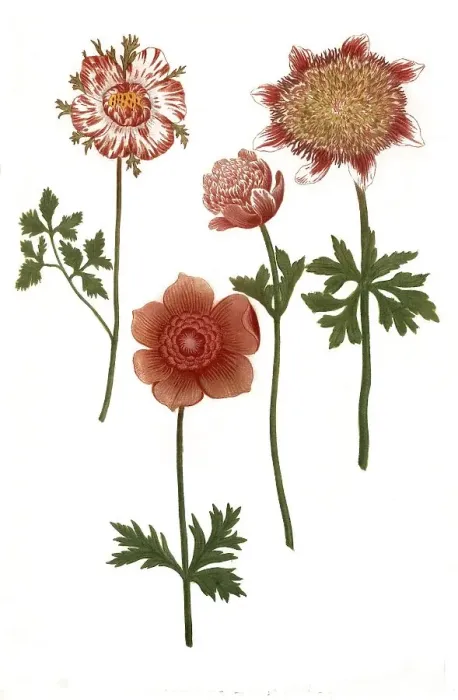 Framed Print : Anemone plena, Anemonme plena flore rubro