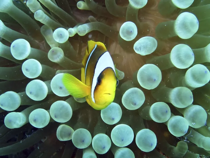Framed Print : Anemonefish on bubble anemone, Safaga, Egypt Framed Print : Anemonefish on bubble anemone, Safaga, Egypt