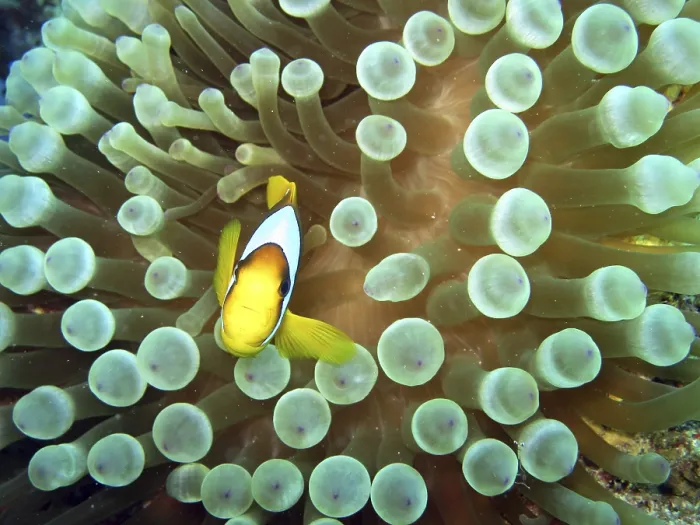 Framed Print : Anemonefish on bubble anemone, Safaga, Egypt