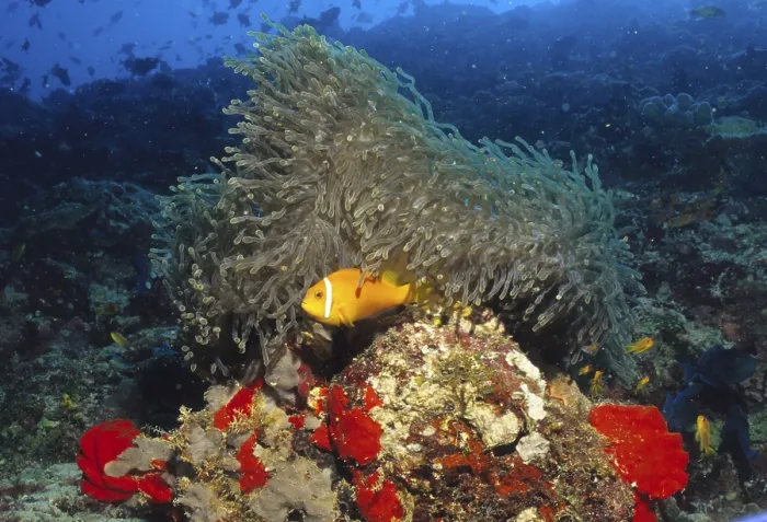 Framed Print : Anemonefish, Maldives
