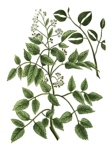 Framed Print : Angelica baccifera Canadensis, Canadian angelica Framed Print : Angelica baccifera Canadensis, Canadian angelica