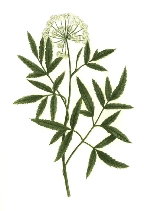Framed Print : Angelica palustris, Marsh angelica