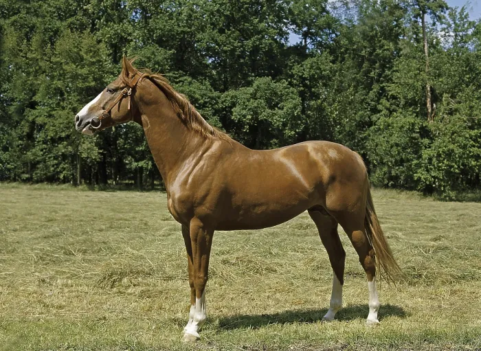 Framed Print : Anglo Arab Horse Framed Print : Anglo Arab Horse