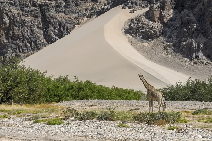 Framed Print : Angola giraffe (Giraffa camelopardalis angolensis) in front of a dune