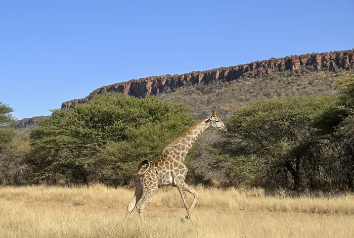 Framed Print : Angola giraffe (Giraffa camelopardalis angolensis) at the foot of the Waterberg Framed Print : Angola giraffe (Giraffa camelopardalis angolensis) at the foot of the Waterberg