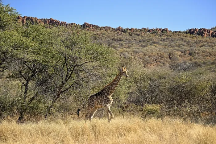 Framed Print : Angola giraffe (Giraffa camelopardalis angolensis) at the foot of the Waterberg Framed Print : Angola giraffe (Giraffa camelopardalis angolensis) at the foot of the Waterberg