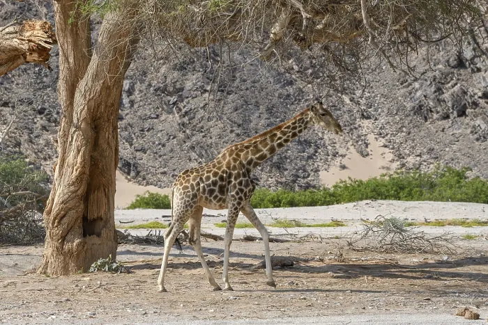 Framed Print : Angola giraffe (Giraffa camelopardalis angolensis) in the Hoanib dry river