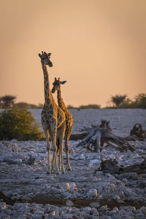 Framed Print : Angola-Giraffe (Giraffa camelopardalis angolensis) in Namibia