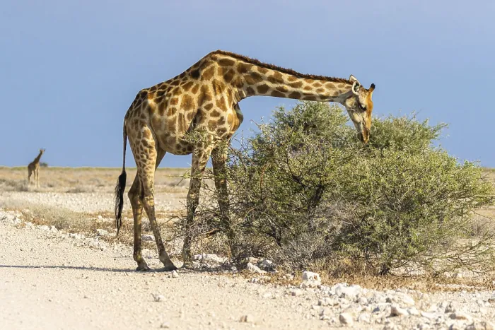 Framed Print : Angola-Giraffe (Giraffa camelopardalis angolensis) in Namibia
