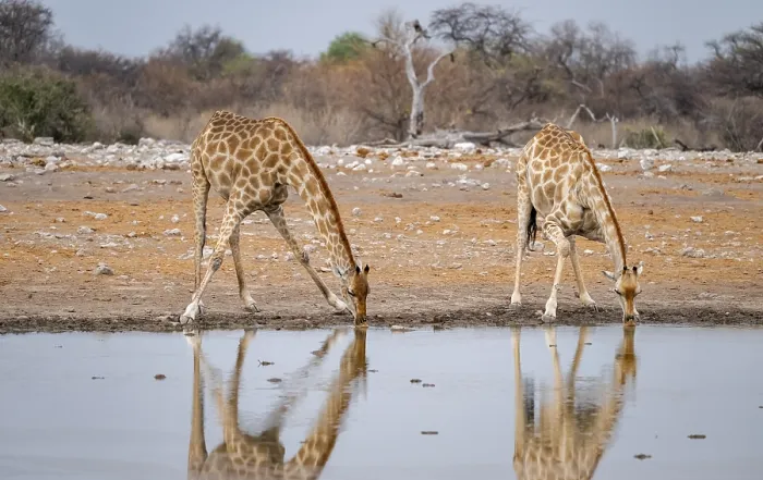 Framed Print : Angola giraffe (Giraffa giraffa angolensis)