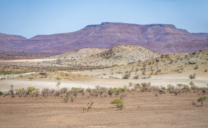 Framed Print : Two Angola giraffes (Giraffa giraffa angolensis) in a dry desert landscape with table mountains