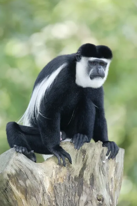 Framed Print : Angolan black and white (colobus) monkey Framed Print : Angolan black and white (colobus) monkey