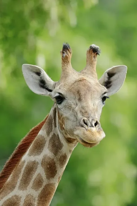 Framed Print : Angolan Giraffe (Giraffa camelopardalis angolensis) Framed Print : Angolan Giraffe (Giraffa camelopardalis angolensis)