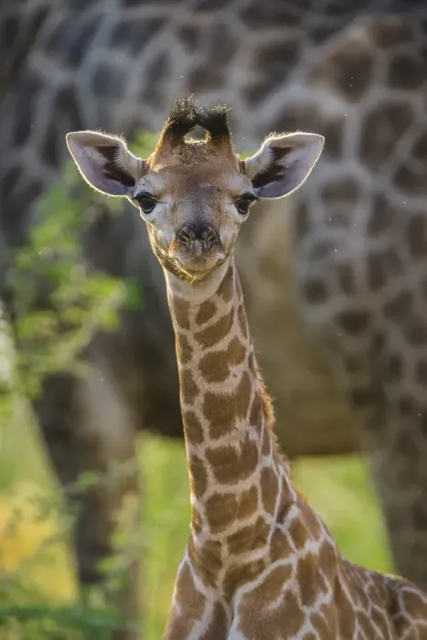 Framed Print : Angolan Giraffe (Giraffa camelopardalis angolensis) Framed Print : Angolan Giraffe (Giraffa camelopardalis angolensis)