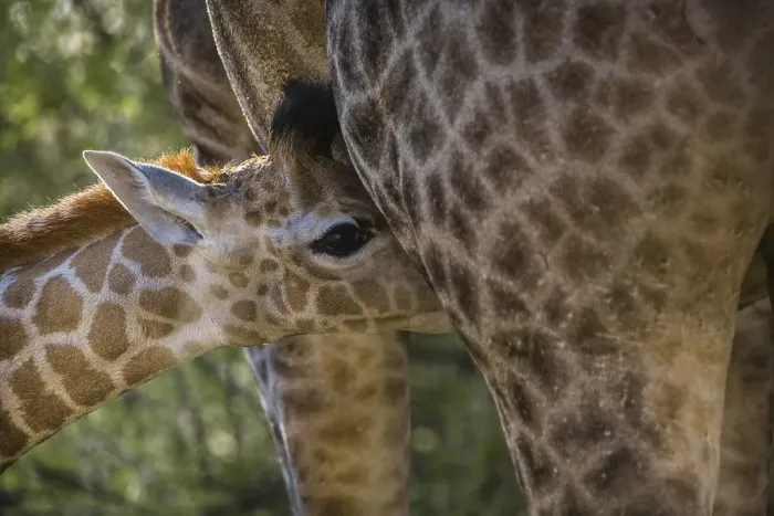 Framed Print : Angolan Giraffe (Giraffa camelopardalis angolensis)
