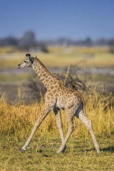 Framed Print : Angolan Giraffe (Giraffa camelopardalis angolensis) Framed Print : Angolan Giraffe (Giraffa camelopardalis angolensis)