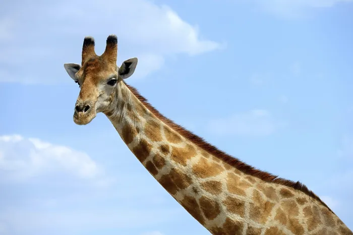 Framed Print : Angolan Giraffe (Giraffa camelopardalis angolensis) Etosha National Park