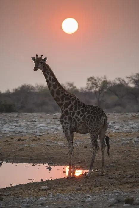Framed Print : Angolan giraffe (Giraffa camelopardalis angolensis) at sunrise at a waterhole Framed Print : Angolan giraffe (Giraffa camelopardalis angolensis) at sunrise at a waterhole