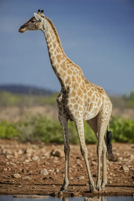 Framed Print : Angolan giraffe (Giraffa camelopardalis angolensis) at a waterhole