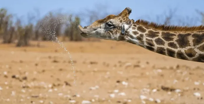 Framed Print : Angolan giraffe (Giraffa giraffa angolensis) drinking