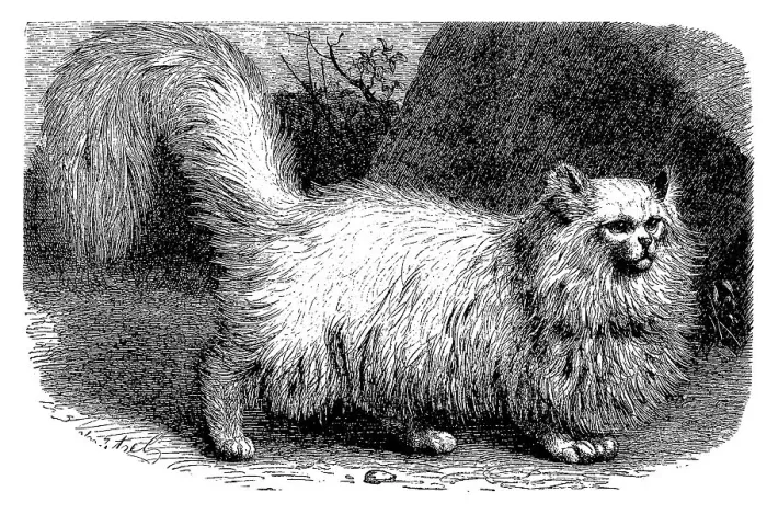 Framed Print : Angora cat, Felis maniculata domestica angorensis Framed Print : Angora cat, Felis maniculata domestica angorensis
