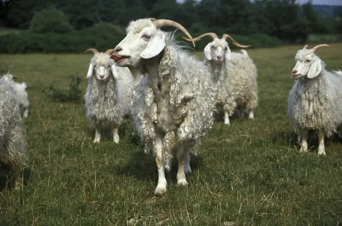 Framed Print : Angora goat, breed that produces mohair wool Framed Print : Angora goat, breed that produces mohair wool