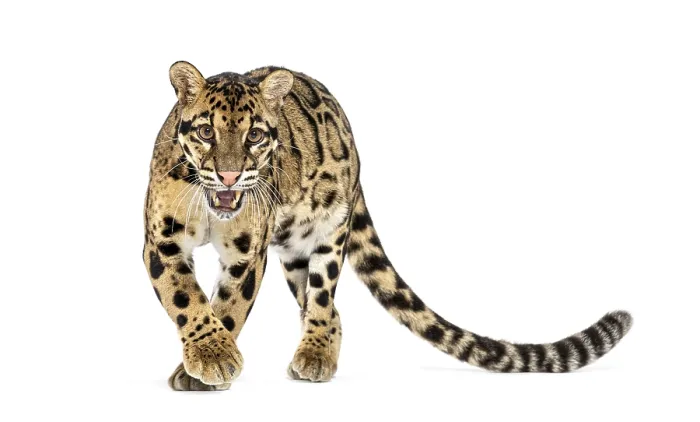 Framed Print : Angry Clouded leopard, Neofelis nebulosa Framed Print : Angry Clouded leopard, Neofelis nebulosa
