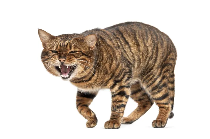 Framed Print : Angry Toyger cat walking towards the observer while showing its teeth Framed Print : Angry Toyger cat walking towards the observer while showing its teeth